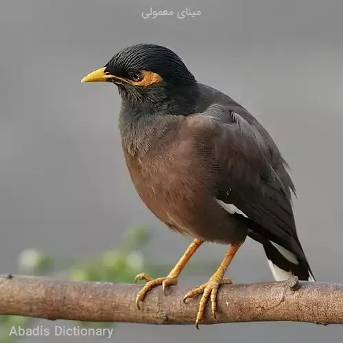 مینای معمولی